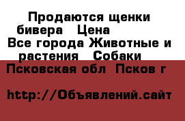 Продаются щенки бивера › Цена ­ 25 000 - Все города Животные и растения » Собаки   . Псковская обл.,Псков г.